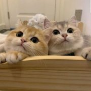 最近火的头像猫(精选16张)