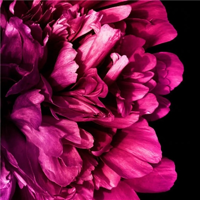 2023年最美的鲜花头像(精选12张)