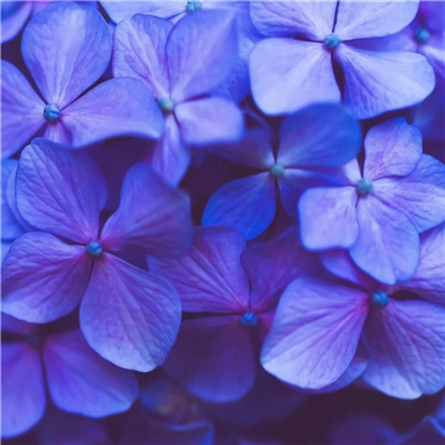 2023年最美的鲜花头像(精选12张)