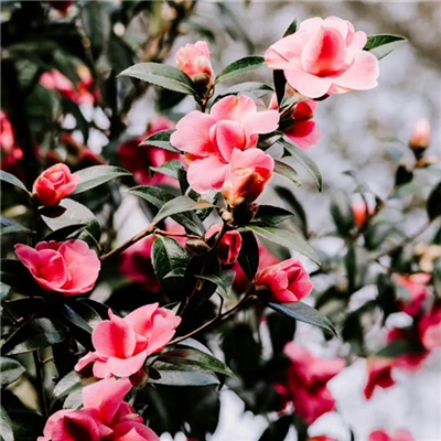 2023年最美的鲜花头像(精选12张)