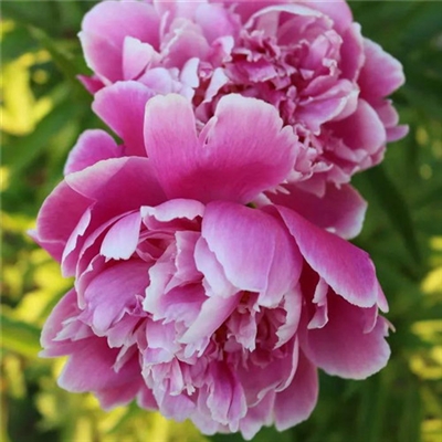 2023年最美的鲜花头像(精选12张)