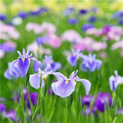 2023年最美的鲜花头像(精选12张)