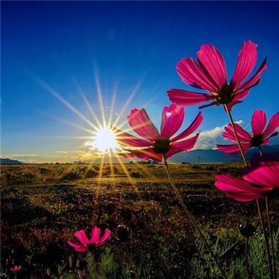 2023年最美的鲜花头像(精选12张)