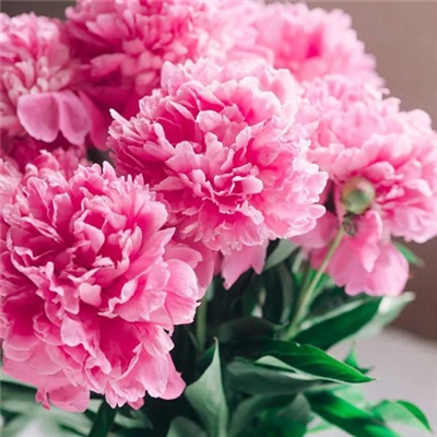 2023年最美的鲜花头像(精选12张)