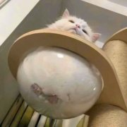 2023最流行动物头像(精选24张)