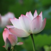 父母头像微信头像花(24张)