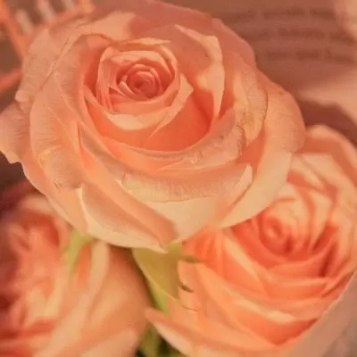 最好看鲜花的微信头像图片(21张)