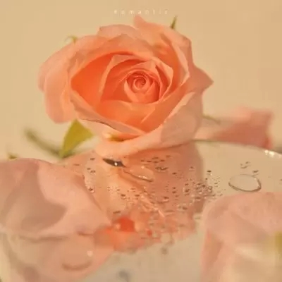 最好看鲜花的微信头像图片(21张)