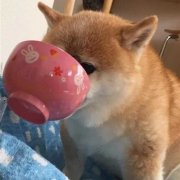 搞怪的情头一对两张图片(精选32张)