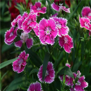 风景带花的微信头像图片大全(精选24张)