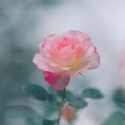 40一45岁气质女人头像(共30张)