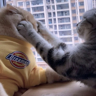 猫咪闺蜜头像两人一人一张可爱(优选18张)