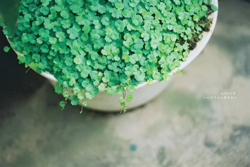 天真甜蜜的情侣QQ网名(85个) 天真甜蜜的情侣QQ网名(85个)