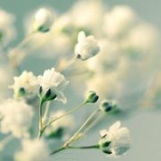 静物头像简约清新图片(24张)